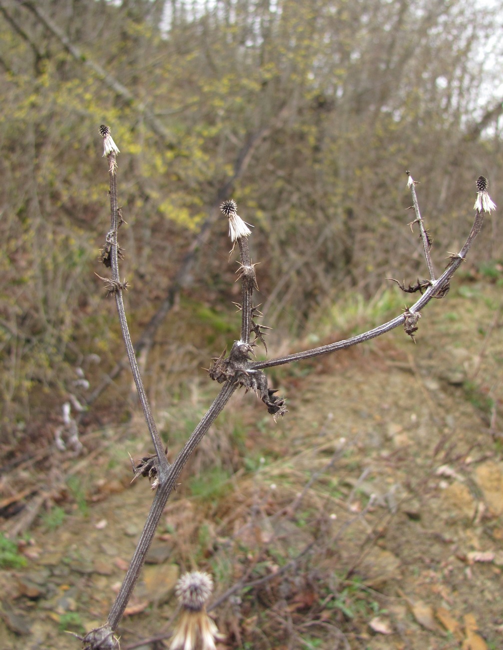 Image of Echinops sphaerocephalus specimen.