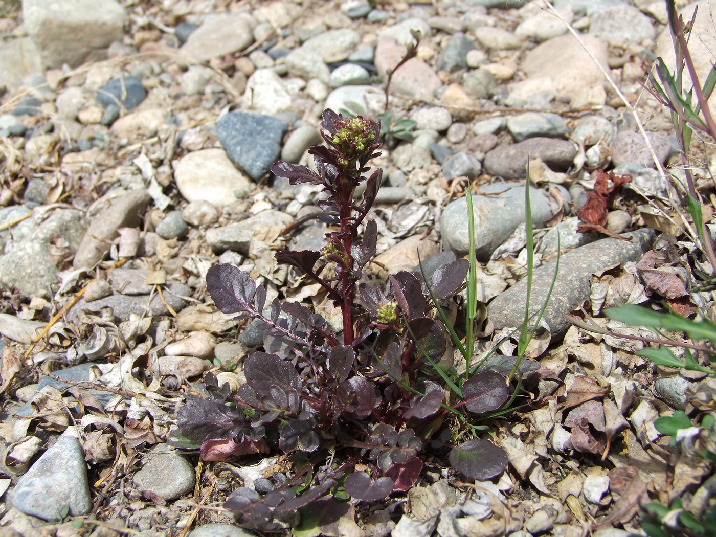 Image of Barbarea orthoceras specimen.