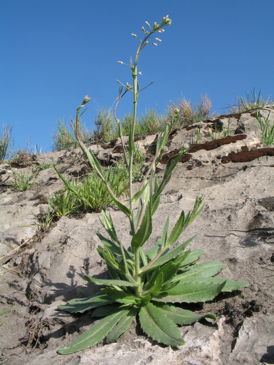 Изображение особи Camelina rumelica.