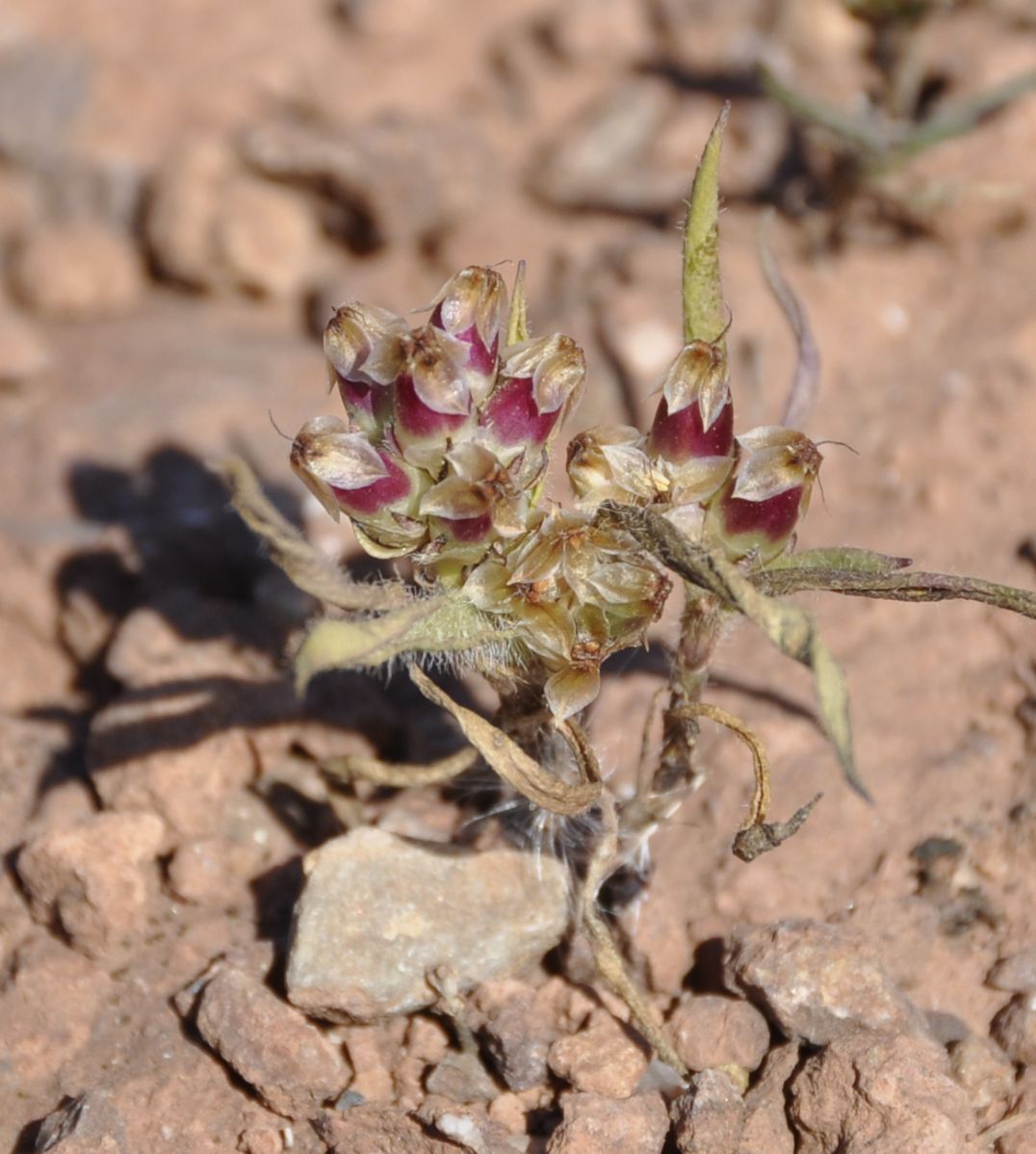 Image of Plantago bellardii ssp. deflexa specimen.