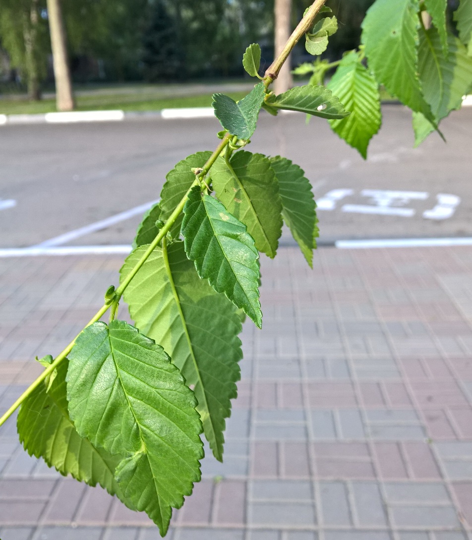 Image of Ulmus minor specimen.