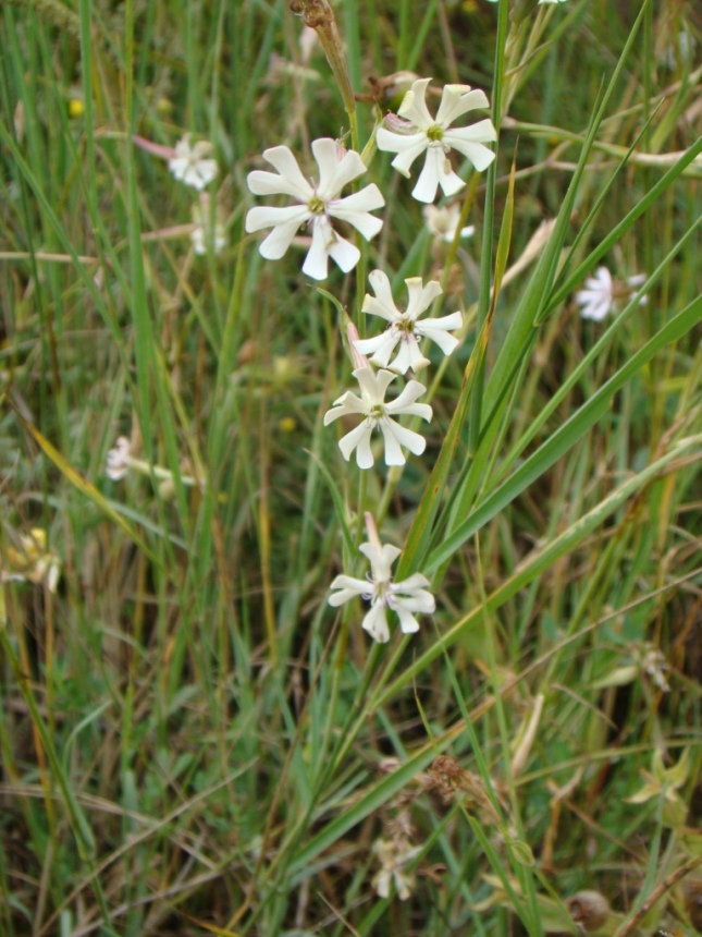 Image of Silene bupleuroides specimen.