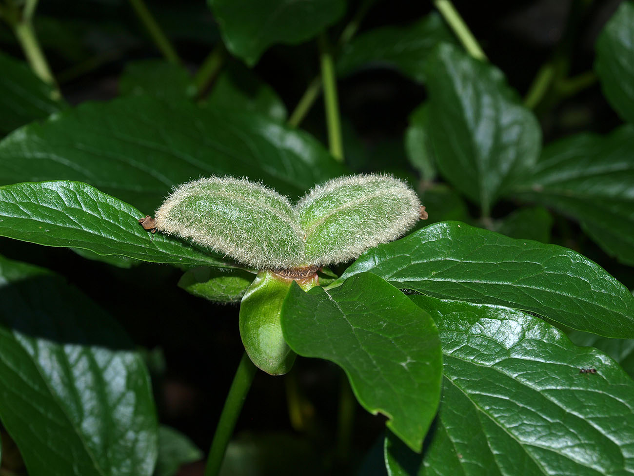 Изображение особи Paeonia wittmanniana.