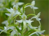 Platanthera bifolia