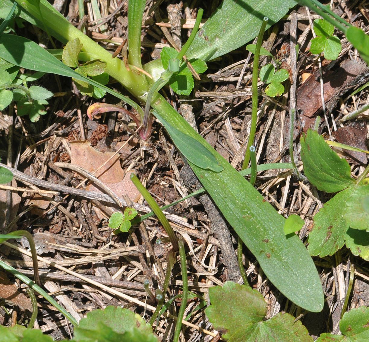 Image of Dactylorhiza romana ssp. georgica specimen.