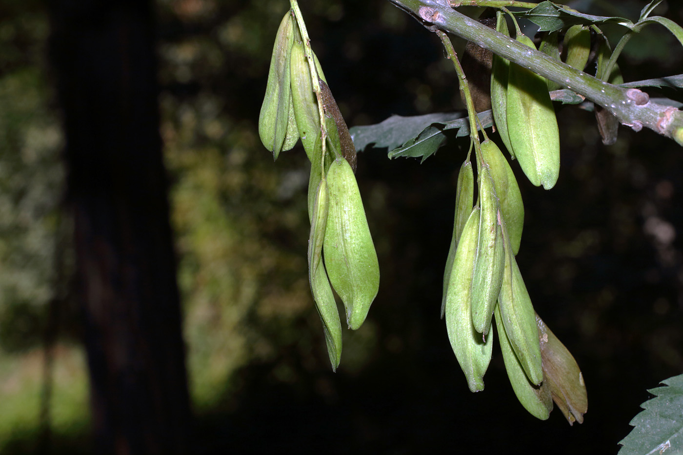 Image of Fraxinus sogdiana specimen.