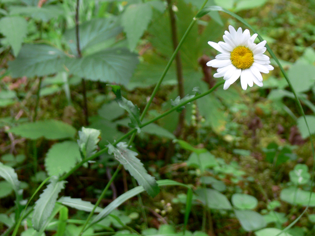 Изображение особи Leucanthemum vulgare.