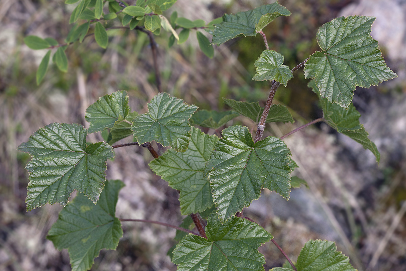 Изображение особи Ribes graveolens.