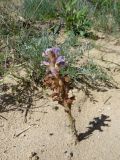 Orobanche coerulescens