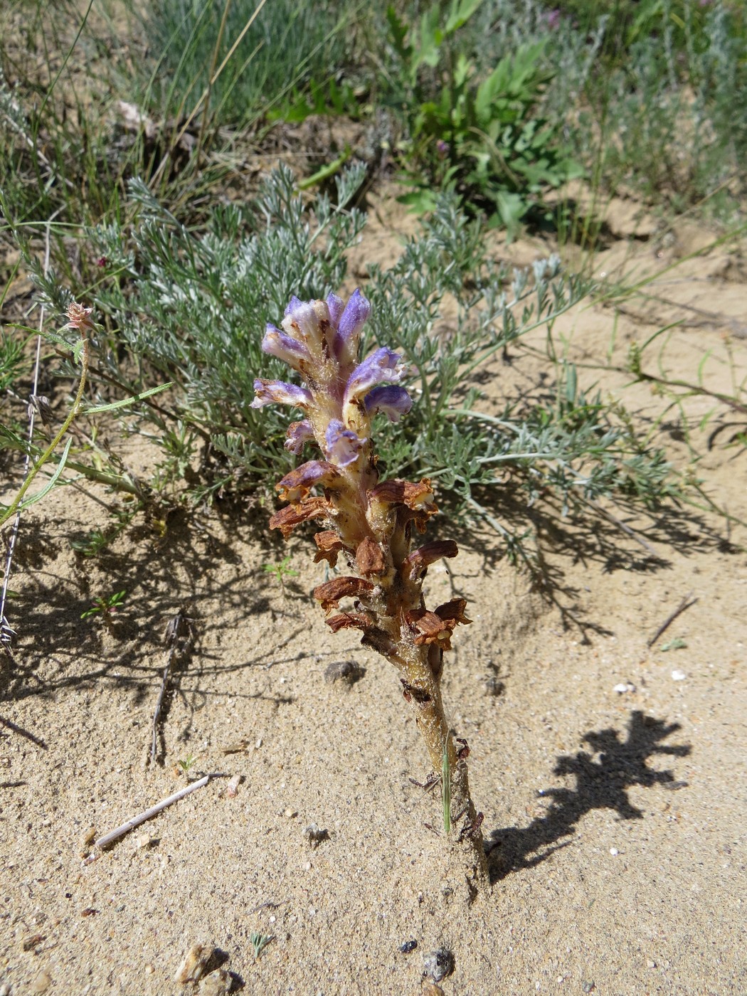 Image of Orobanche coerulescens specimen.