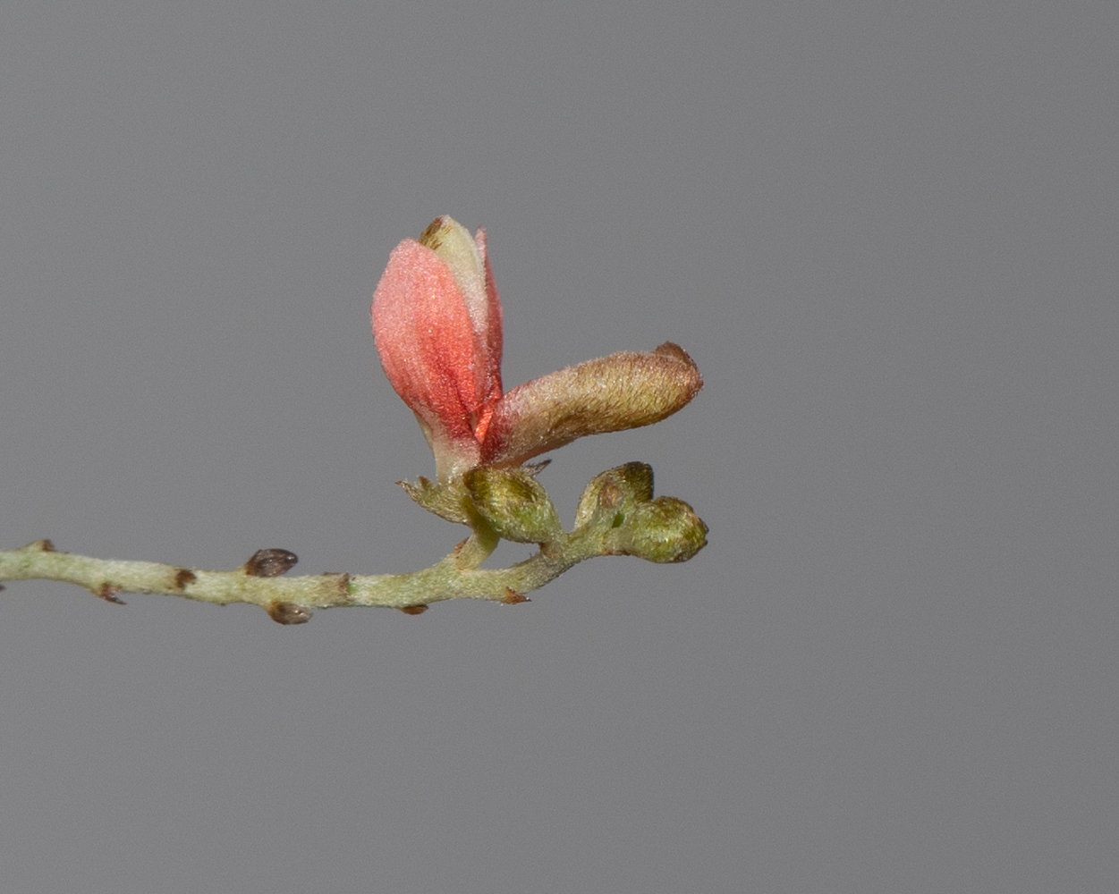 Image of Indigofera articulata specimen.