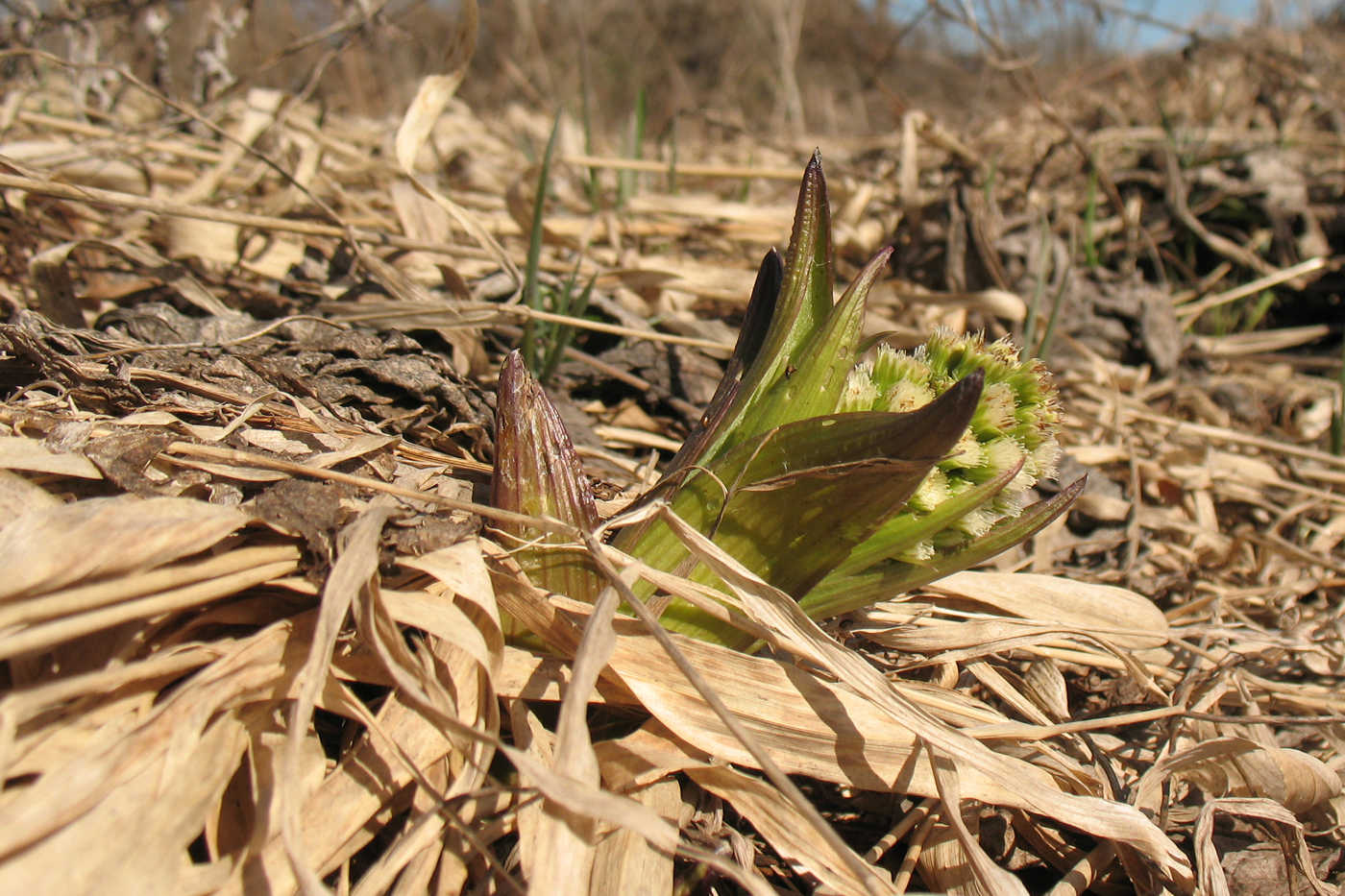 Image of Petasites spurius specimen.