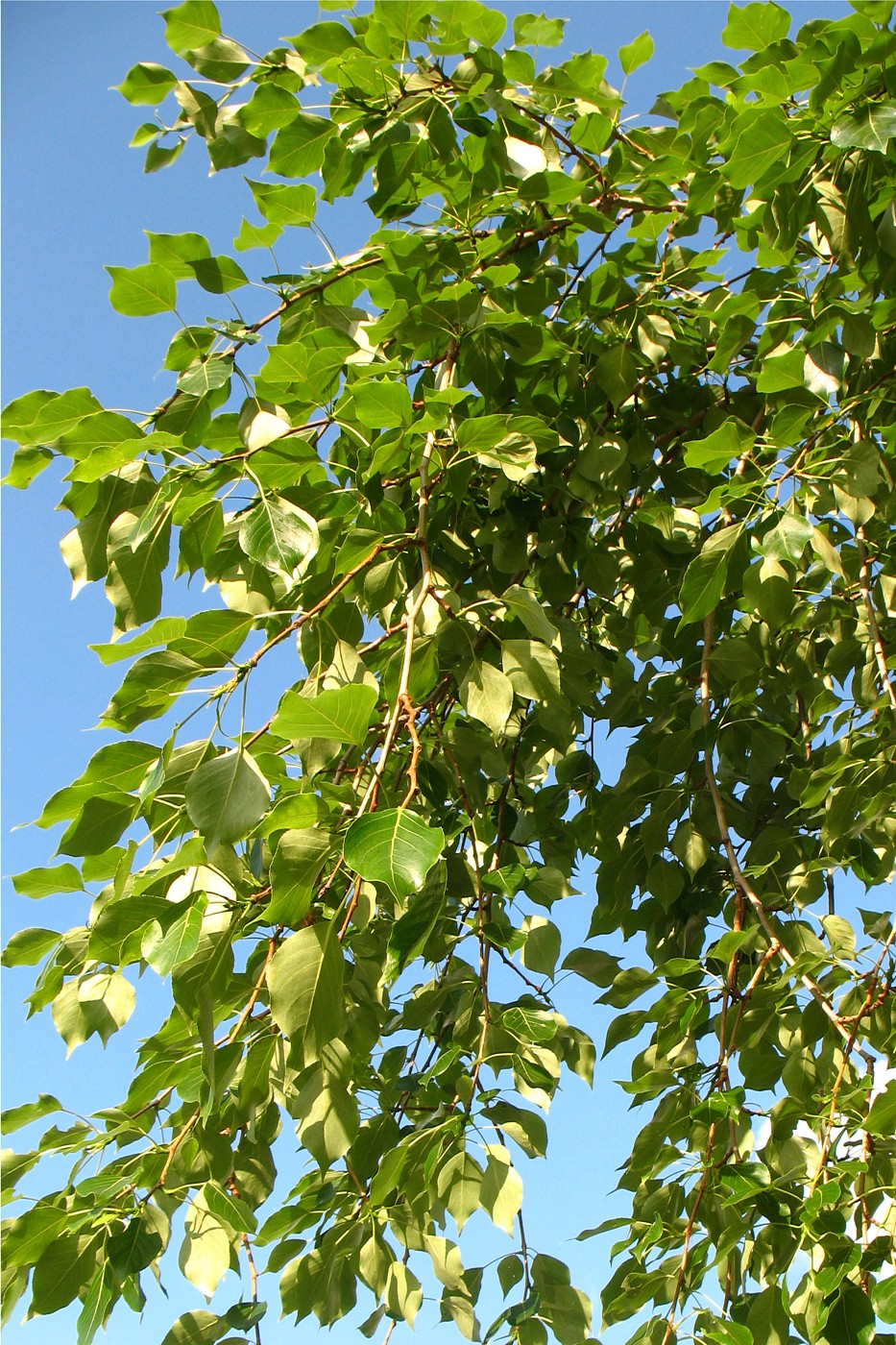 Image of Populus simonii specimen.