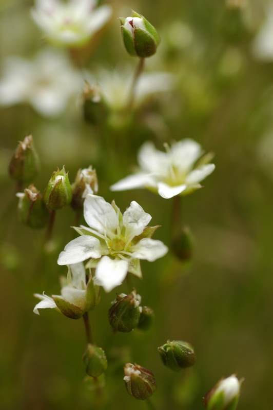 Image of Minuartia verna specimen.