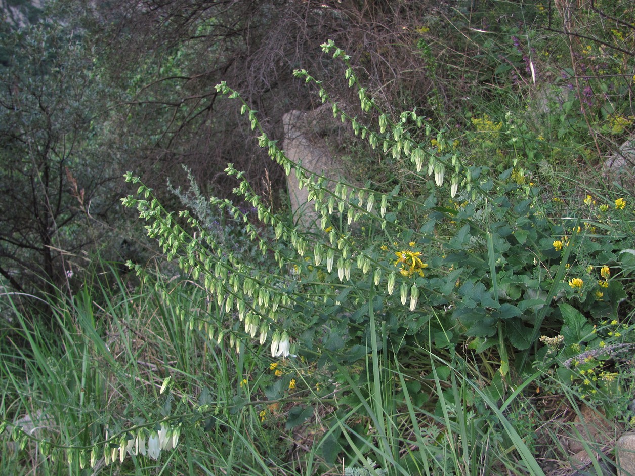 Image of Campanula alliariifolia specimen.