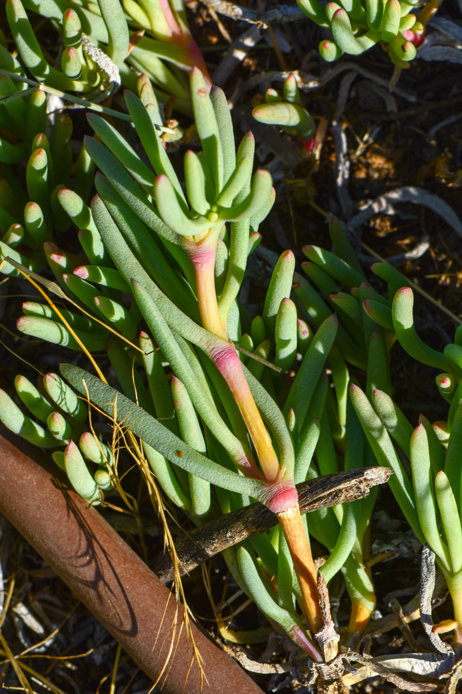 Image of Jordaaniella anemoniflora specimen.