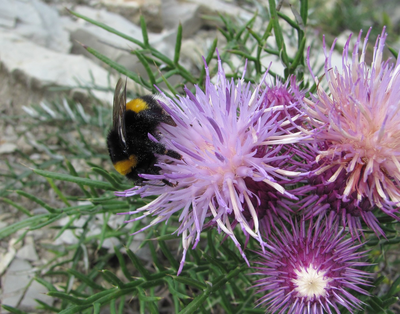 Image of Lamyra echinocephala specimen.