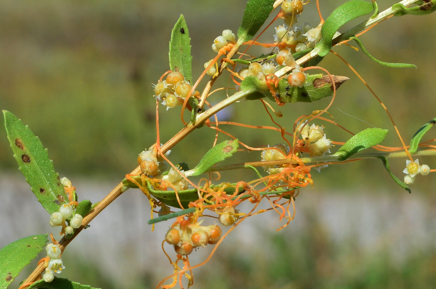 Image of Cuscuta cesatiana specimen.