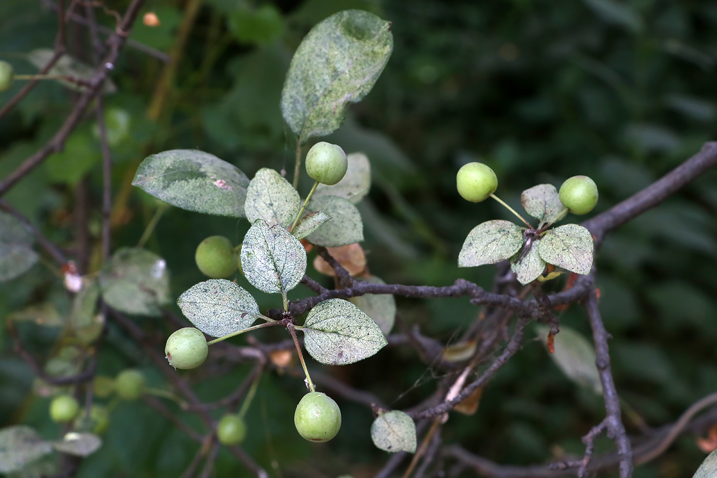 Image of Malus hupehensis specimen.