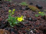 Potentilla miyabei