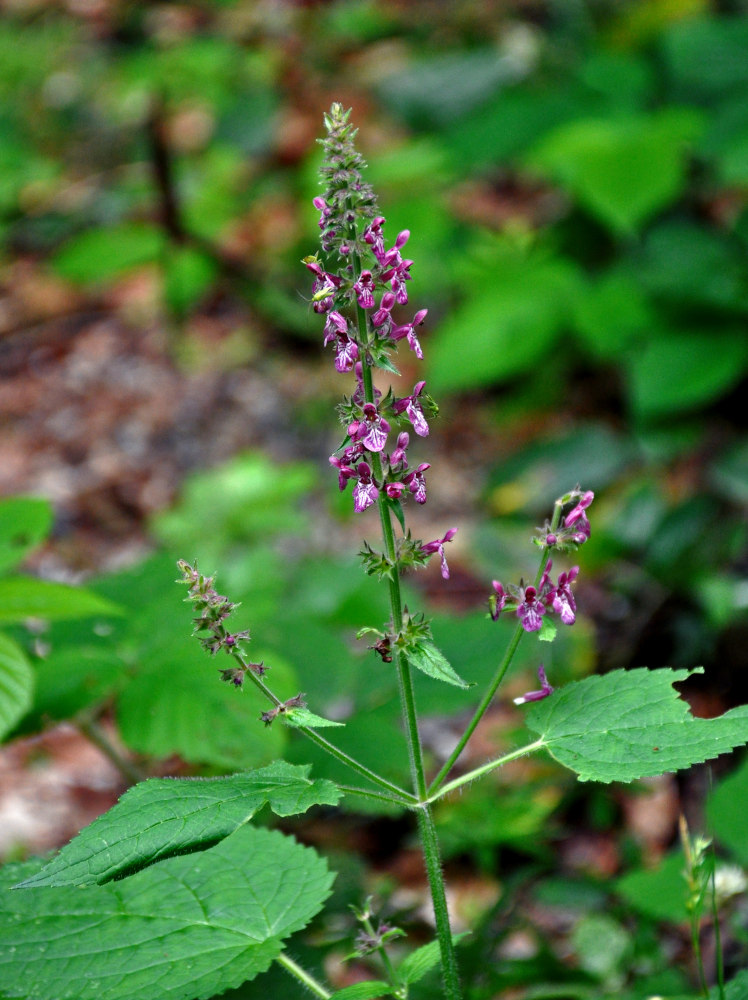 Image of Stachys sylvatica specimen.