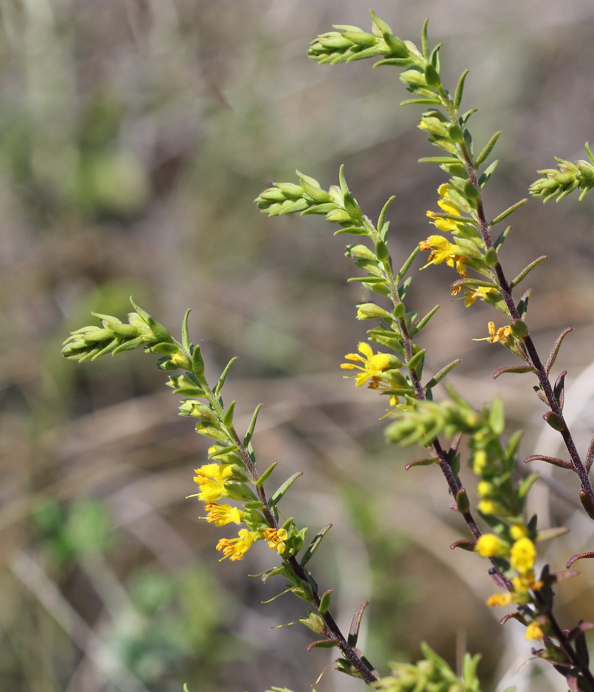 Image of Orthanthella lutea specimen.