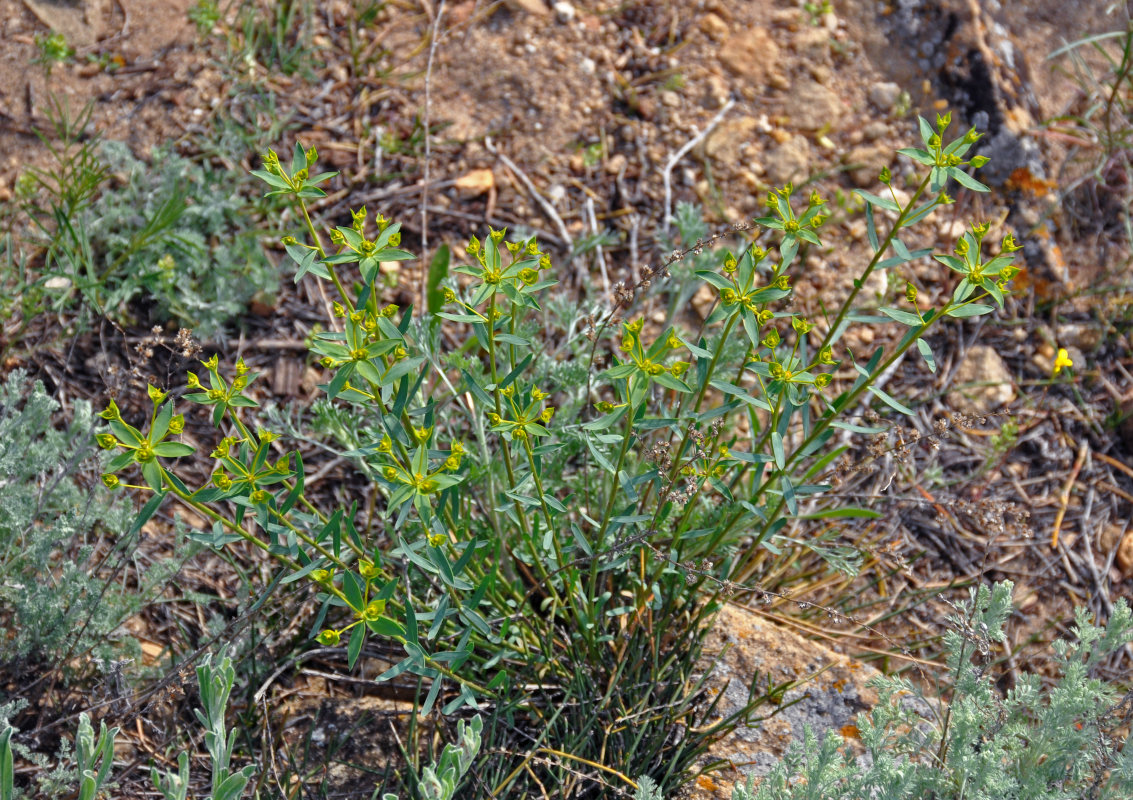 Image of Euphorbia seguieriana specimen.