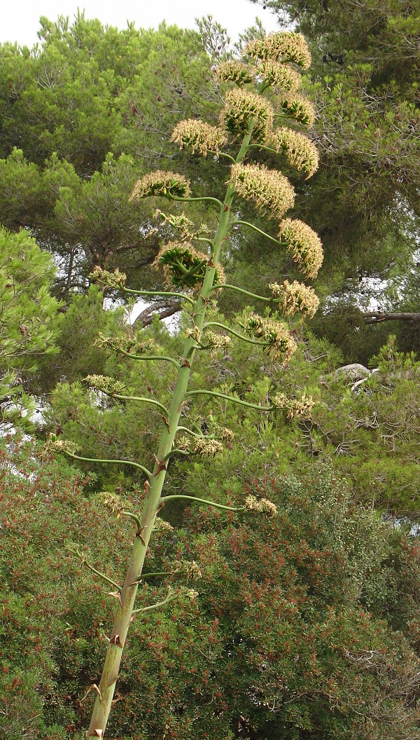 Image of Agave americana specimen.