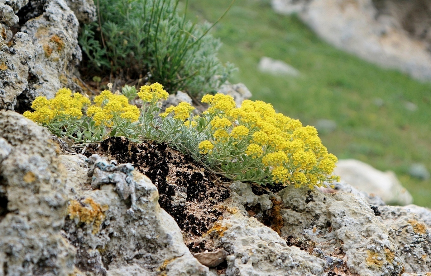 Изображение особи Odontarrhena obtusifolia.