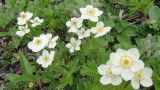 Anemonastrum sibiricum