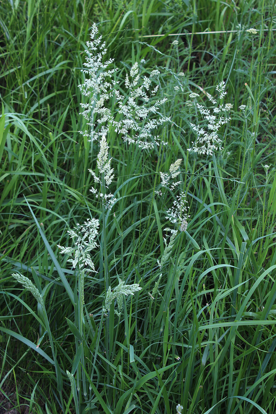 Изображение особи Holcus lanatus.