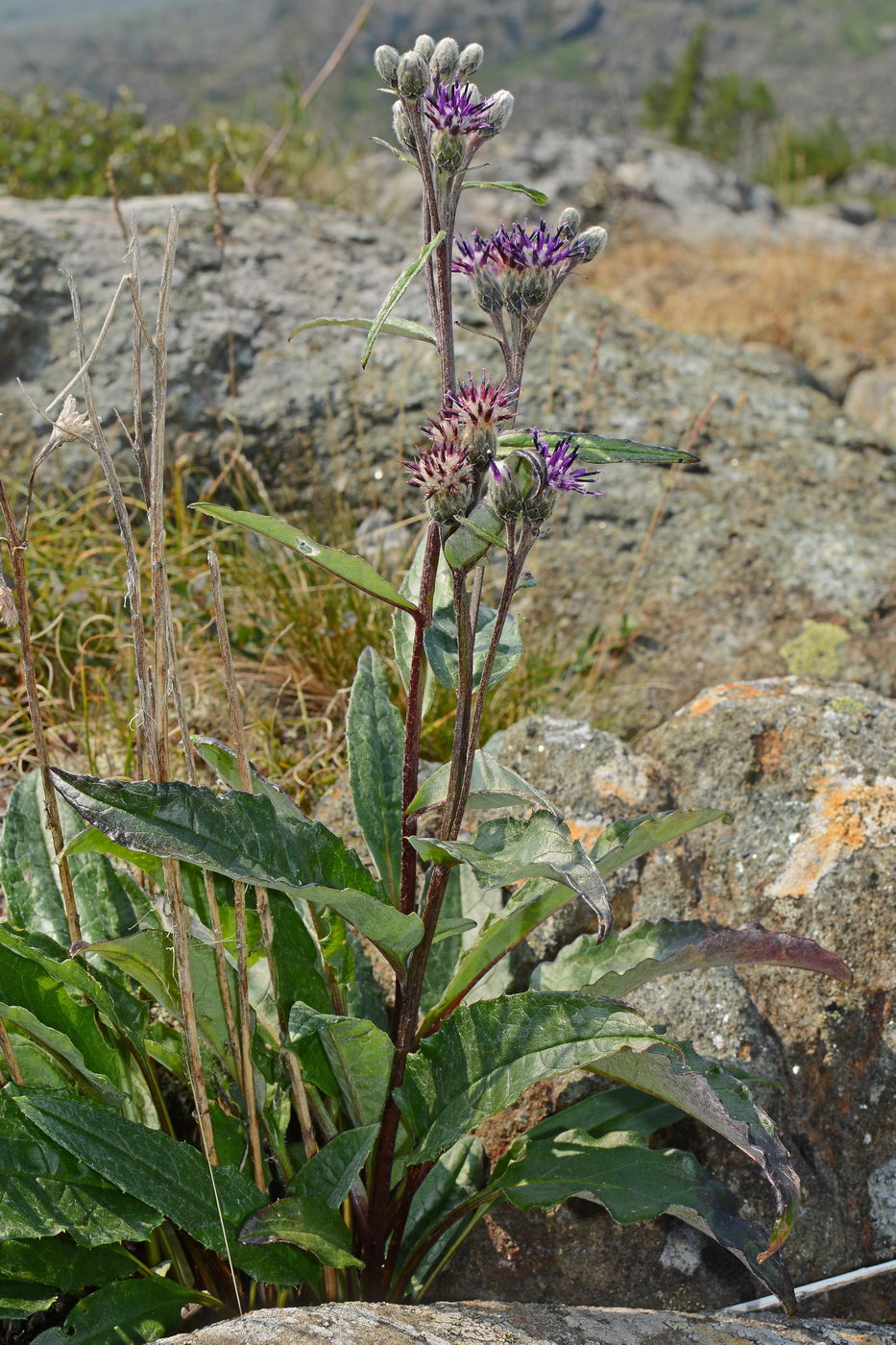 Изображение особи Saussurea alpina.