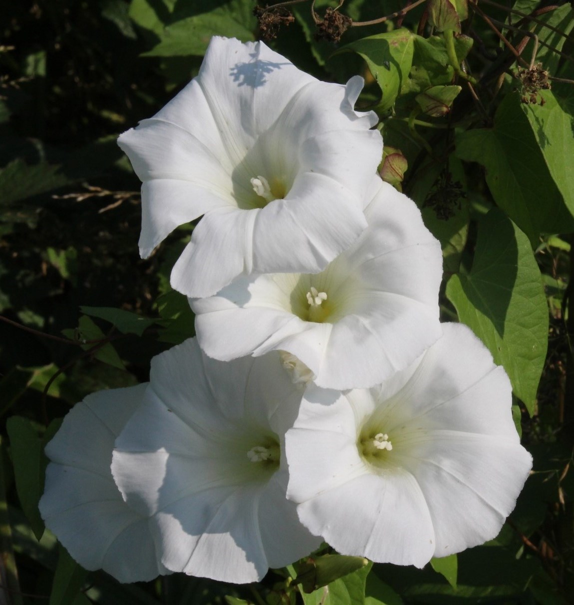 Изображение особи Calystegia sepium.