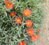 familia Aizoaceae. Часть цветущего растения. Намибия, регион Erongo, г. Свакопмунд, цветник. 07.03.2020.