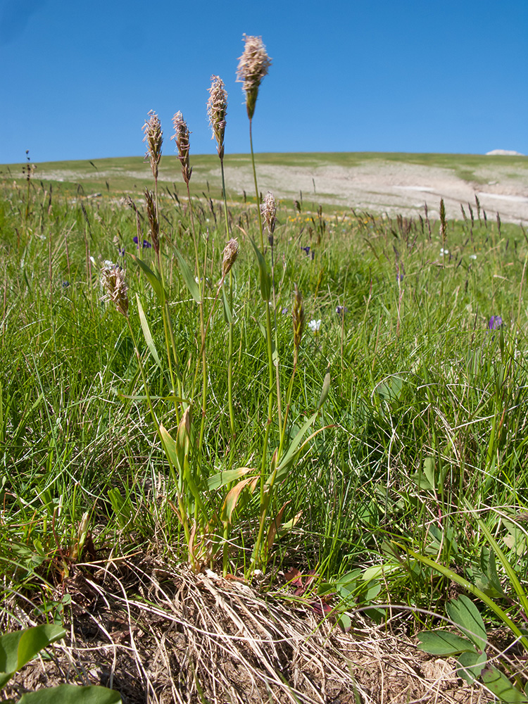 Image of Anthoxanthum alpinum specimen.