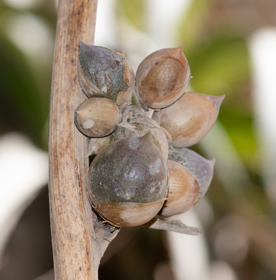 Изображение особи отдел Magnoliophyta.