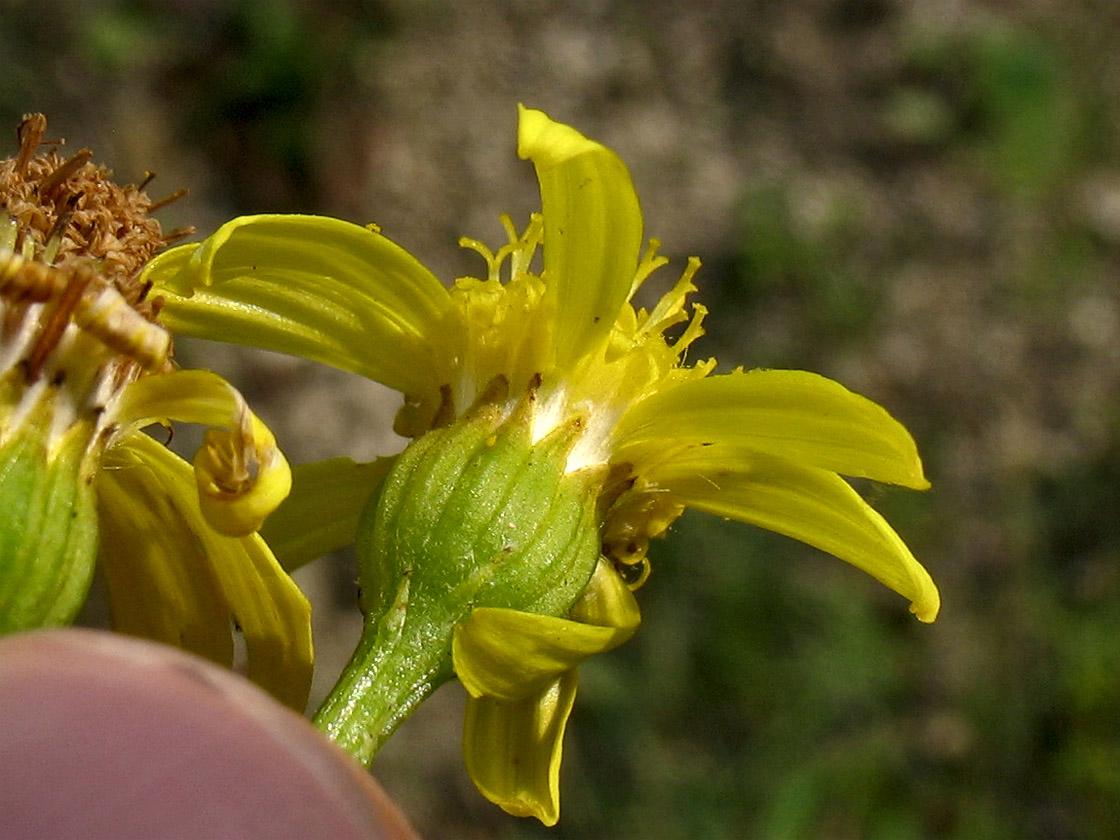 Изображение особи Senecio umbrosus.