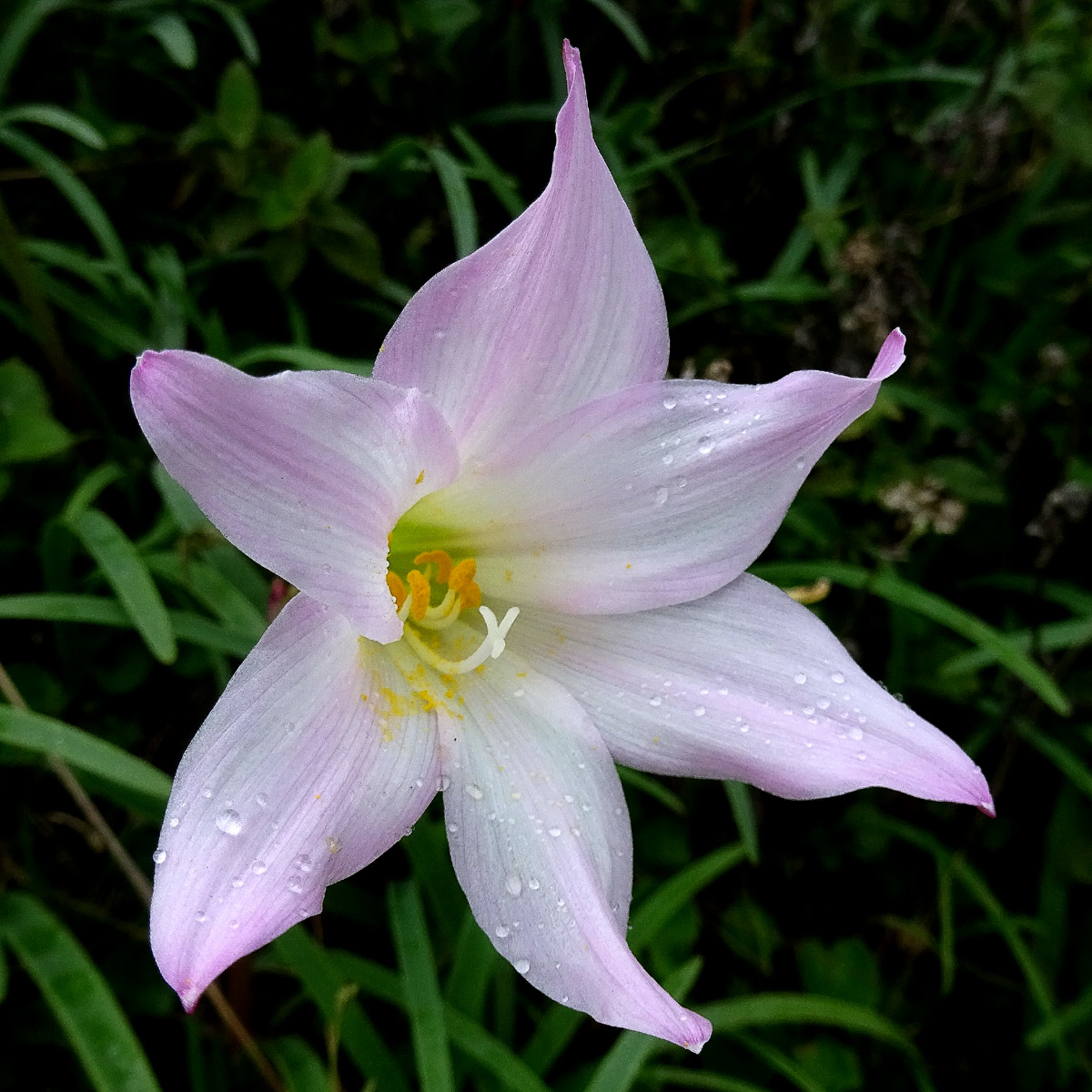 Image of Zephyranthes rosea specimen.