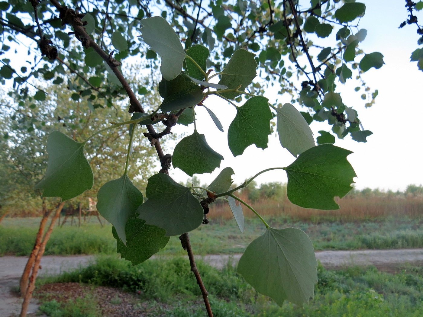 Изображение особи Populus pruinosa.