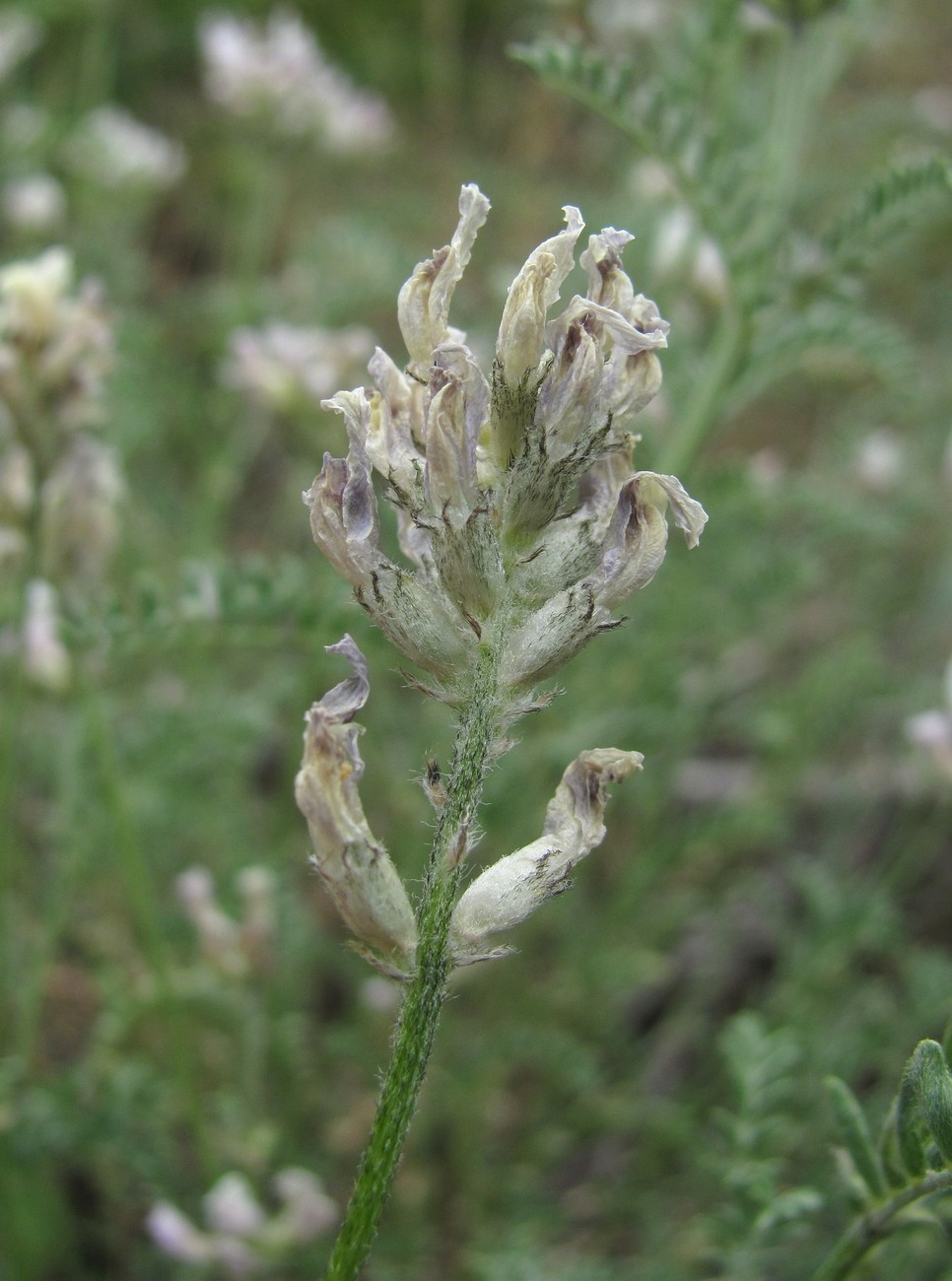 Изображение особи род Astragalus.