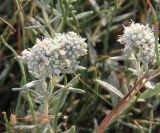 Teucrium capitatum