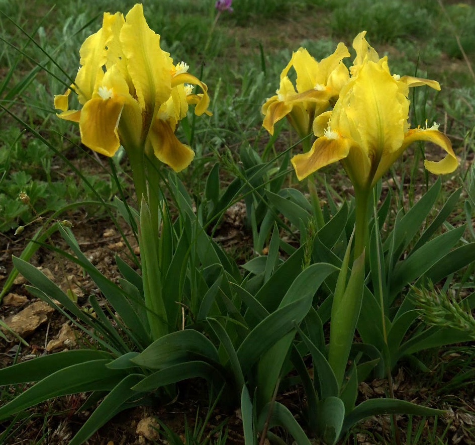 Image of Iris pumila specimen.