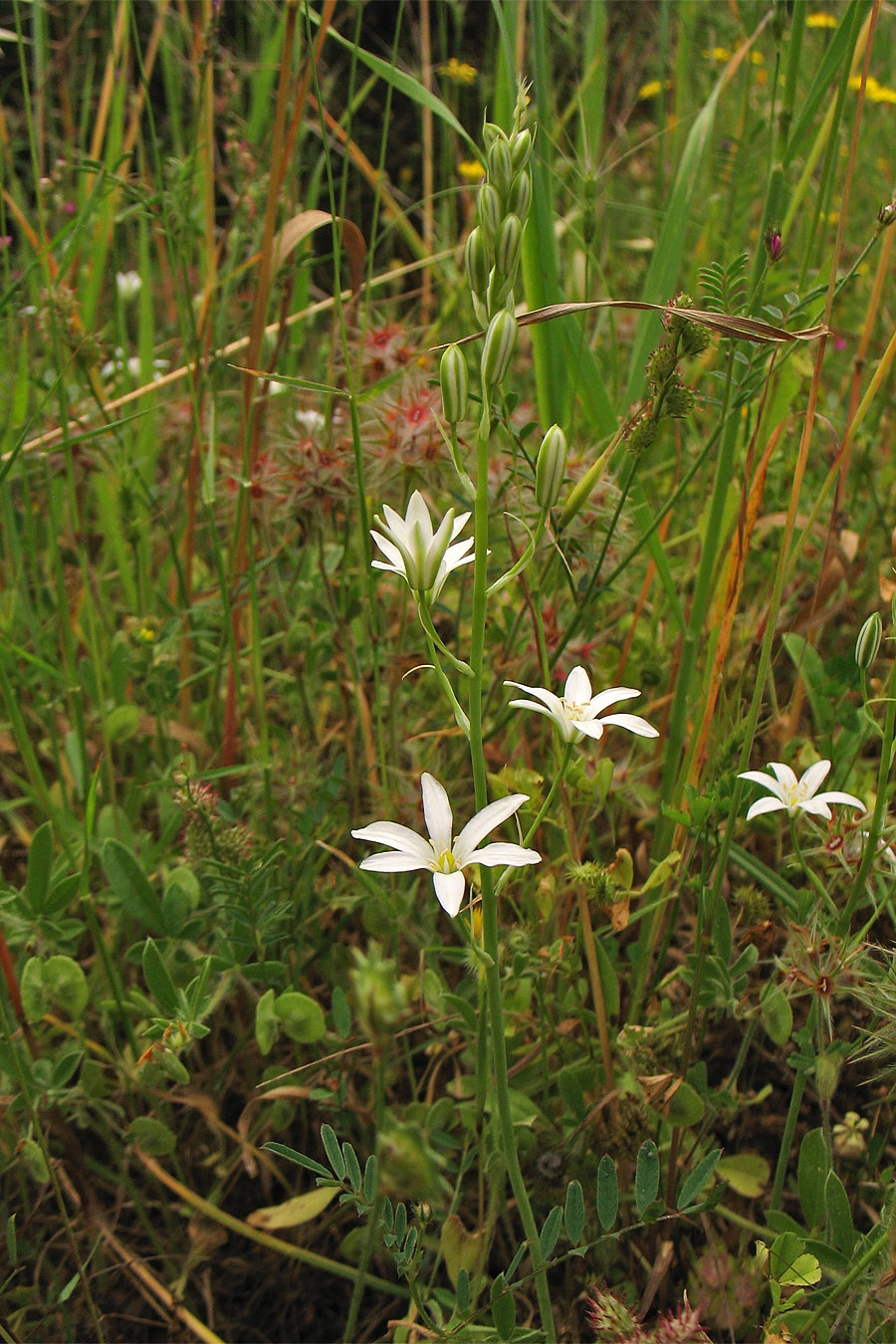 Image of Ornithogalum narbonense specimen.