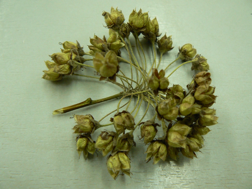 Image of Physocarpus opulifolius specimen.