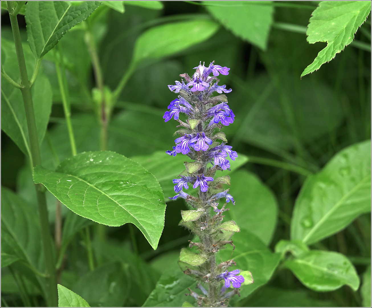 Image of Ajuga reptans specimen.