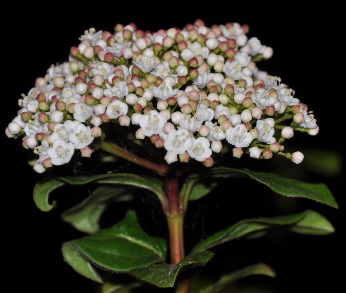 Image of Viburnum tinus specimen.