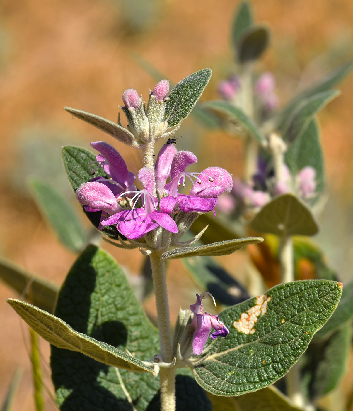 Изображение особи Phlomis thapsoides.