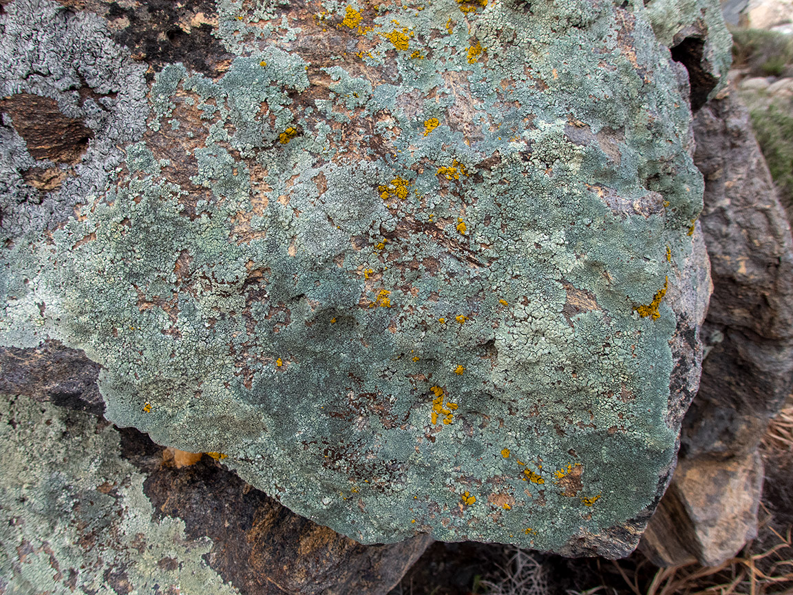 Image of class Lecanoromycetes specimen.