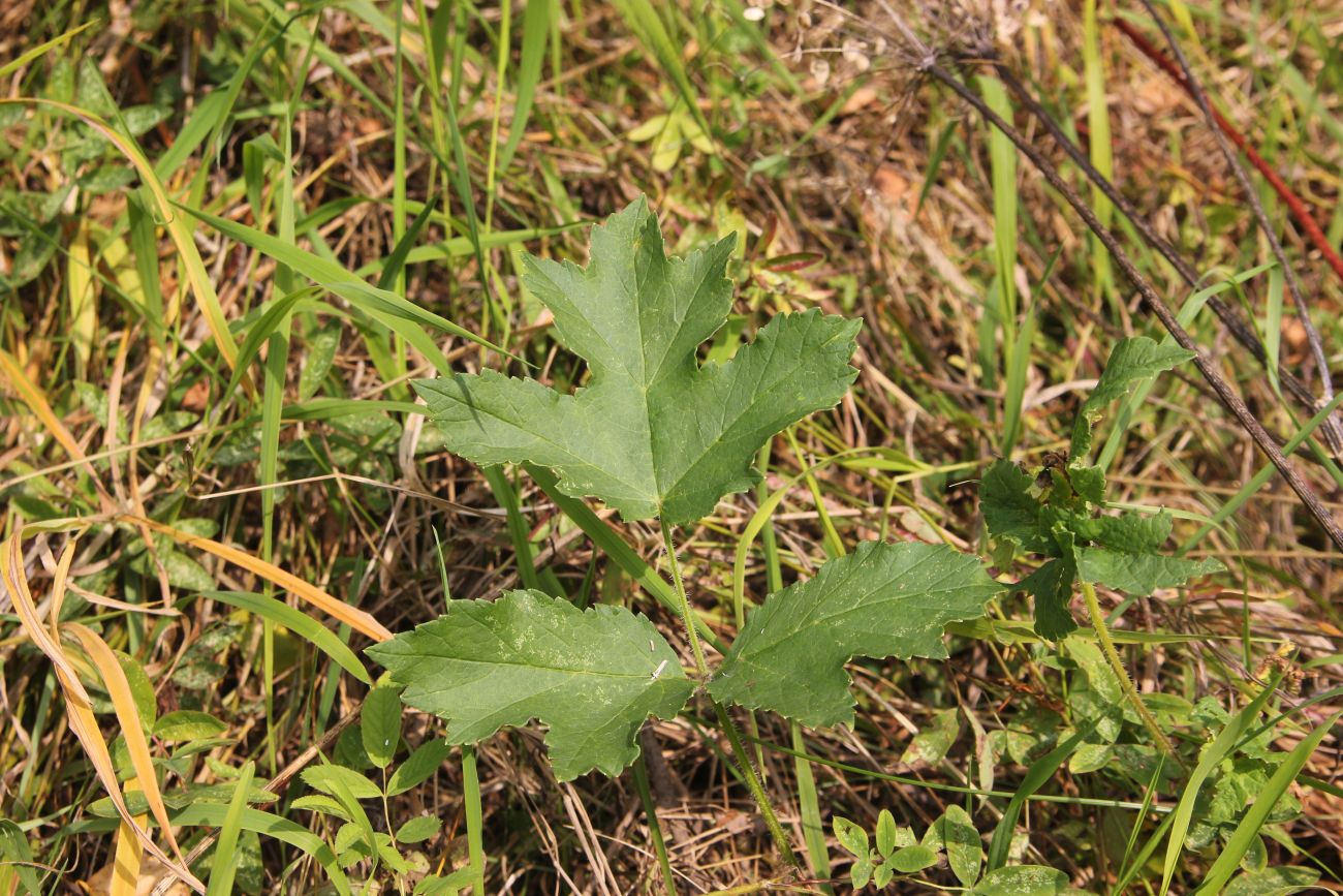 Image of Heracleum sibiricum specimen.