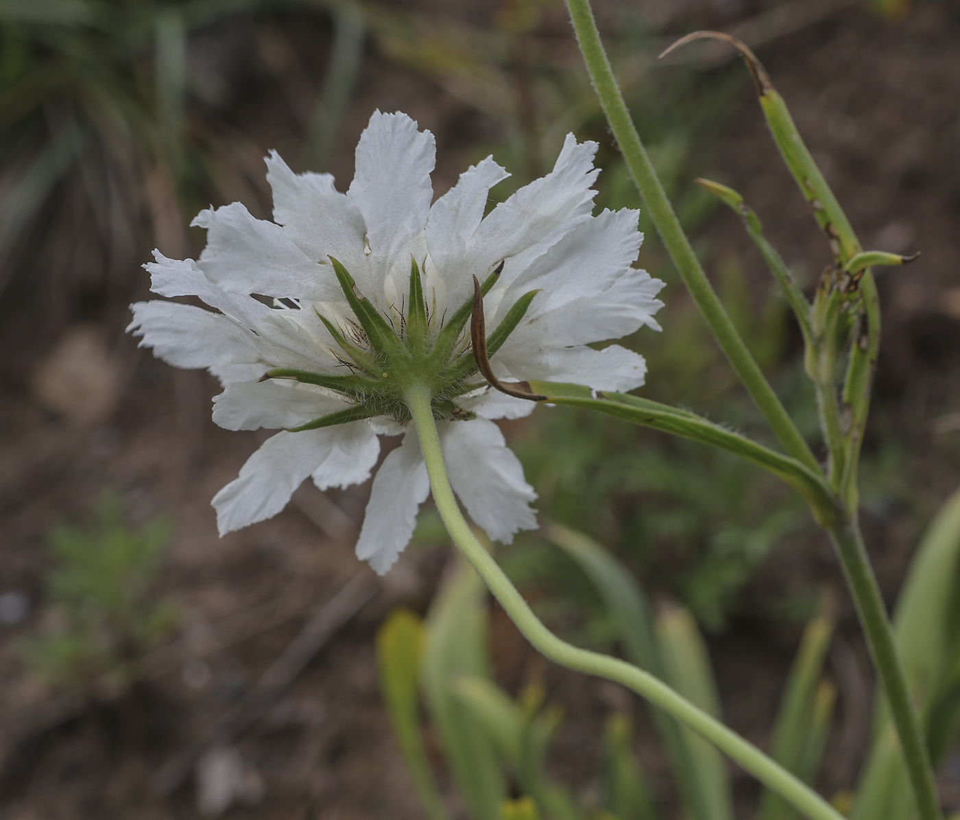 Image of genus Scabiosa specimen.